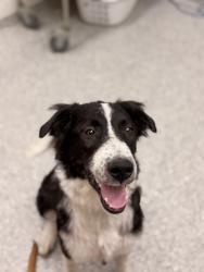 Shelter Stray Female Dog last seen brakebill rd, Knox County GP, TN, 3201 Division St, Knoxville, TN 37919, USA