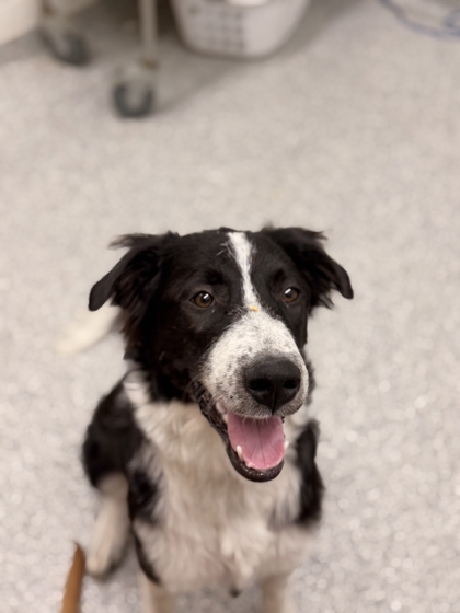 Shelter Stray Female Dog last seen brakebill rd, Knox County GP, TN, 3201 Division St, Knoxville, TN 37919, USA