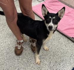 Shelter Stray Female Dog last seen Near E 109th St, 64134, MO, 7077 Elmwood Ave, Kansas City, MO 64132, USA