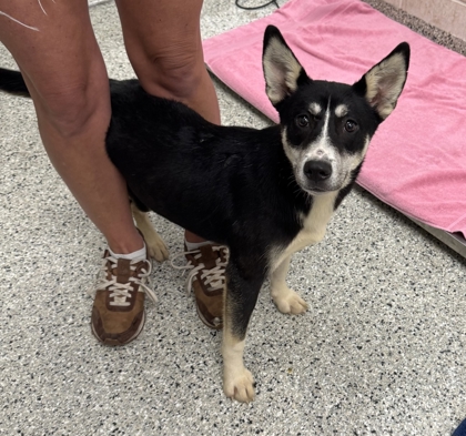 Shelter Stray Female Dog last seen Near E 109th St, 64134, MO, 7077 Elmwood Ave, Kansas City, MO 64132, USA