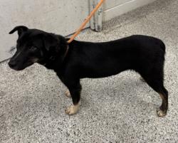 Shelter Stray Male Dog last seen Near E 109th St, 64134, MO, 7077 Elmwood Ave, Kansas City, MO 64132, USA