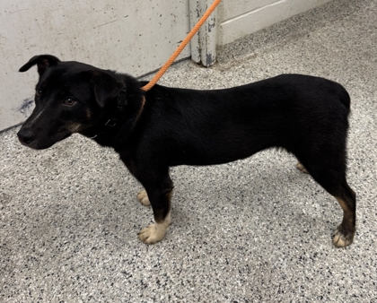 Shelter Stray Male Dog last seen Near E 109th St, 64134, MO, 7077 Elmwood Ave, Kansas City, MO 64132, USA