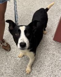 Shelter Stray Male Dog last seen Near E 109th St, 64134, MO, 7077 Elmwood Ave, Kansas City, MO 64132, USA