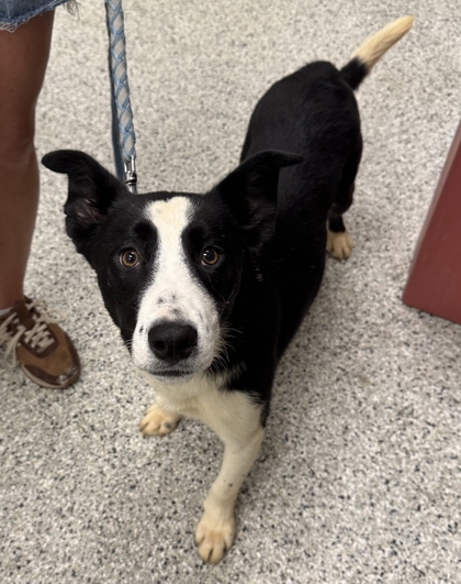 Shelter Stray Male Dog last seen Near E 109th St, 64134, MO, 7077 Elmwood Ave, Kansas City, MO 64132, USA