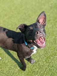 Shelter Stray Male Dog last seen Near Nelson, 4th District, OH, 9203 Detroit Ave, Cleveland, OH 44102, USA