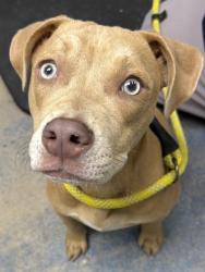 Shelter Stray Female Dog last seen Annapolis St, Hernando, FL, 4030 S Airport Rd, Inverness, FL 34450, USA
