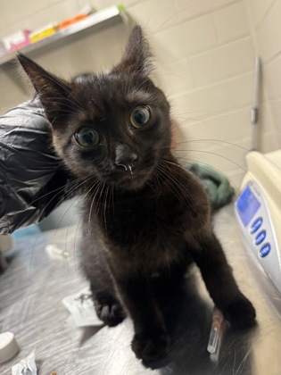 Shelter Stray Male Cat last seen Alexandria, VA, 22306, South Kings Hwy, Fairfax County, VA, 4500 West Ox Rd, Fairfax, VA 22030, USA