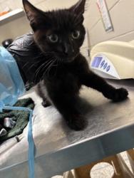 Shelter Stray Male Cat last seen Alexandria, VA, 22306, South Kings Hwy, Fairfax County, VA, 4500 West Ox Rd, Fairfax, VA 22030, USA