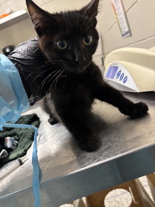 Shelter Stray Male Cat last seen Alexandria, VA, 22306, South Kings Hwy, Fairfax County, VA, 4500 West Ox Rd, Fairfax, VA 22030, USA