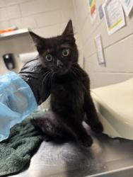 Shelter Stray Female Cat last seen Alexandria, VA, 22306, South Kings Hwy, Fairfax County, VA, 4500 West Ox Rd, Fairfax, VA 22030, USA