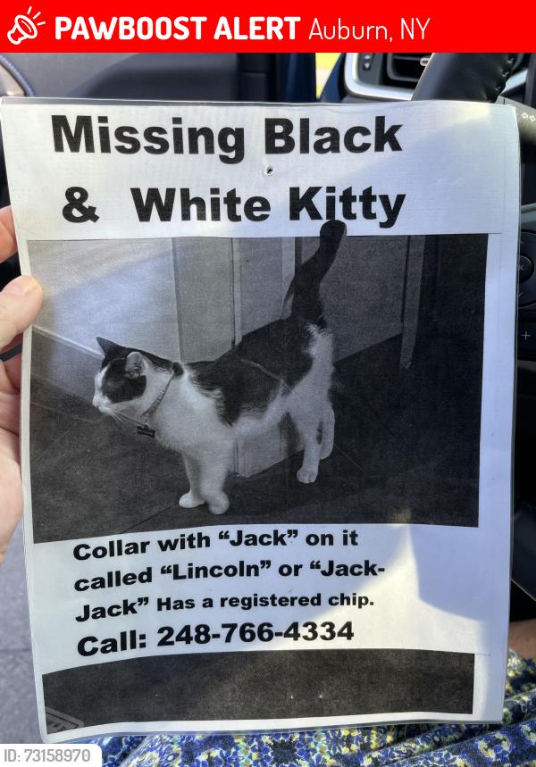 Lost Male Cat last seen York & Willy st. Or North St & Standart st, Auburn, NY 13021