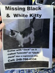 Lost Male Cat last seen York & Willy st. Or North St & Standart st, Auburn, NY 13021