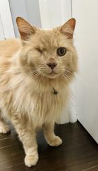 Reunited Male Cat last seen Perry meridian high school, Indianapolis, IN 46217