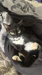 Lost Female Cat last seen I-95 North, Elijah B Pl, Claude Lee rd, Fayetteville, NC 28306