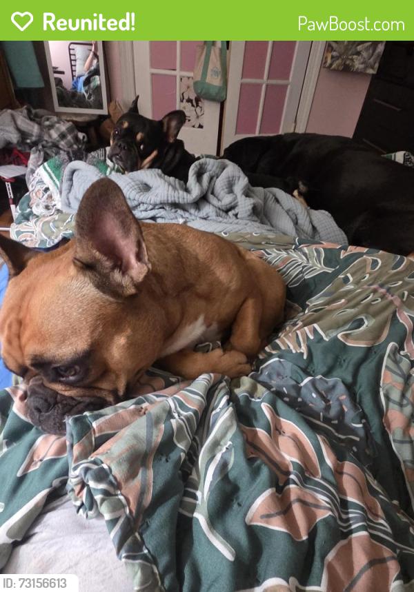 Reunited Female Dog last seen Galaxie and Putney, Lakeside, VA 23228