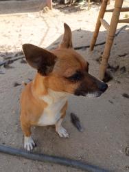 Found/Stray Male Dog last seen Acacia St Rialto and walnut St, Rialto, CA 92376