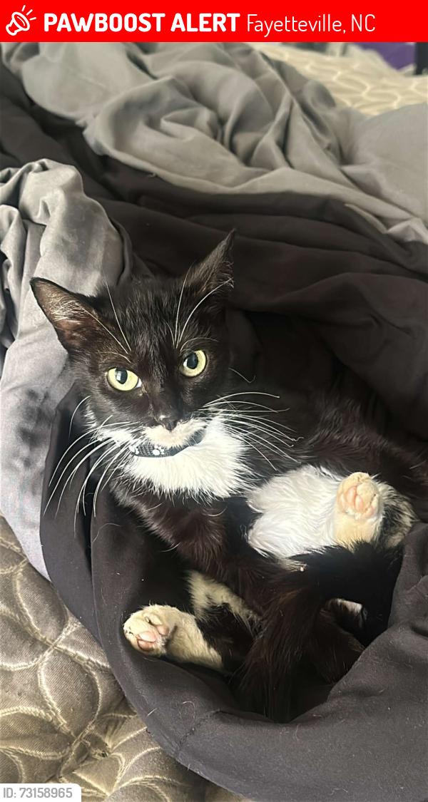 Lost Female Cat last seen I-95 North, Elijah B Pl, Claude Lee rd, Fayetteville, NC 28306