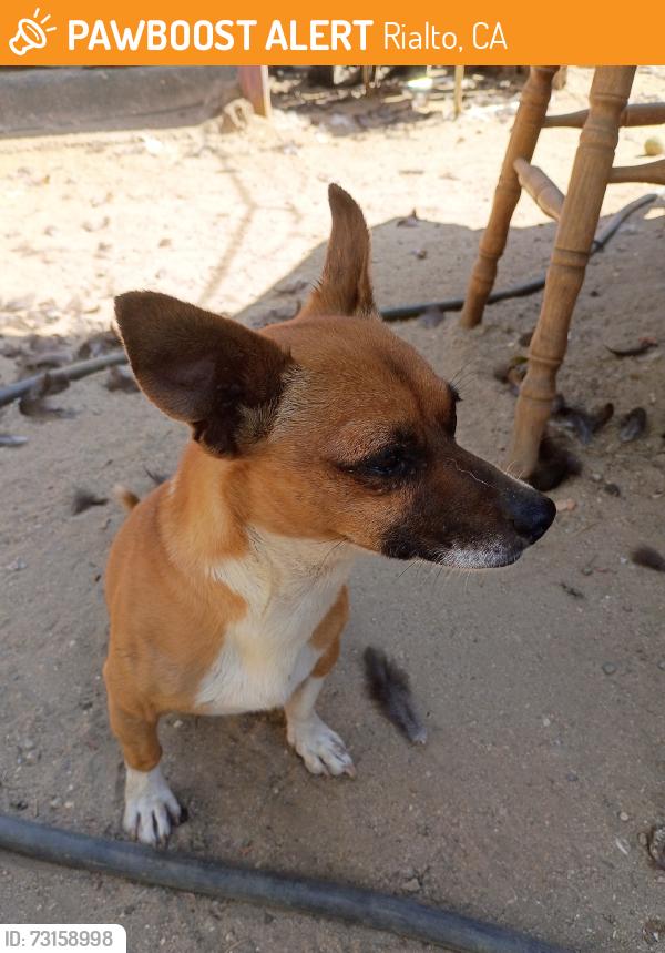 Found/Stray Male Dog last seen Acacia St Rialto and walnut St, Rialto, CA 92376