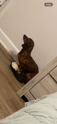 Reunited Male Dog last seen Seneca and Meridian, Wichita, KS 67213