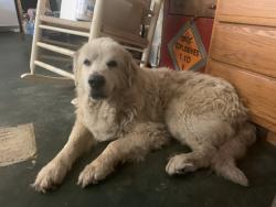 Reunited Male Dog last seen Sycamore Ridge, Putnam County, WV 25526