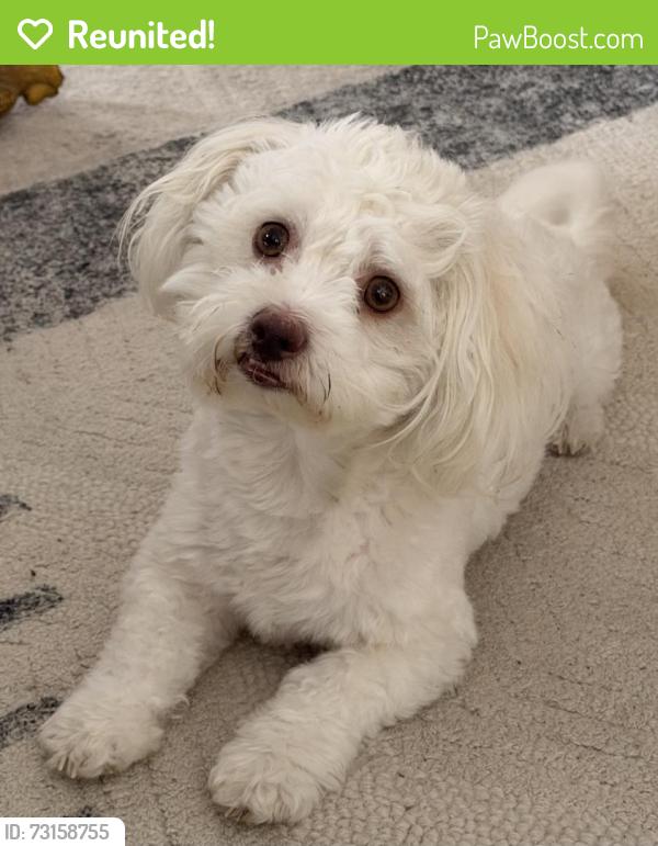 Reunited Male Dog last seen Near Mickle Creek Dr, Houston, TX 77049, USA, Houston, TX 77049