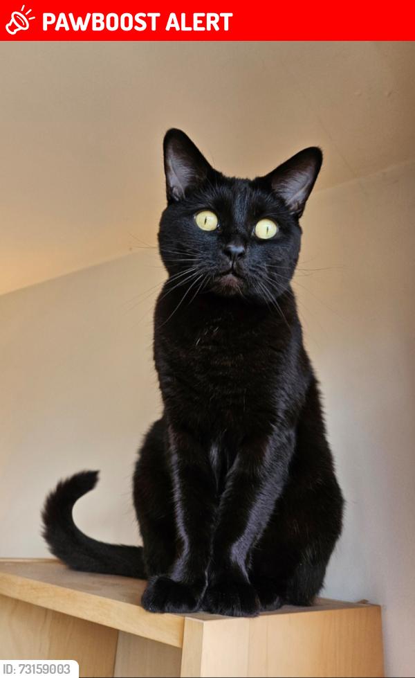 Lost Male Cat last seen At home, Shropshire, England SY1 4LR