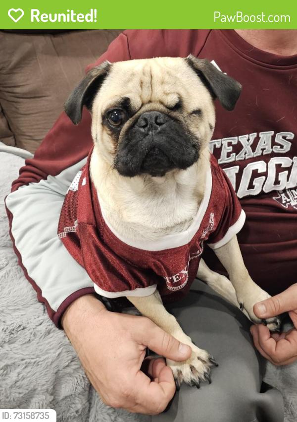 Reunited Male Dog last seen Mckean and Clay, Houston, TX 77079