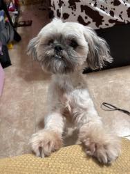 Lost Female Dog last seen Dollar general market, Palmview, TX 78572