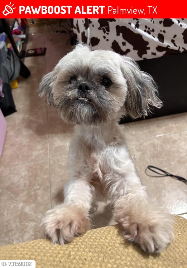 Lost Female Dog last seen Dollar general market, Palmview, TX 78572