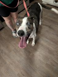 Found/Stray Male Dog last seen Wolf ranch Parkway, Walmart, Georgetown, TX 78628