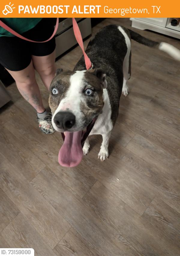 Found/Stray Male Dog last seen Wolf ranch Parkway, Walmart, Georgetown, TX 78628