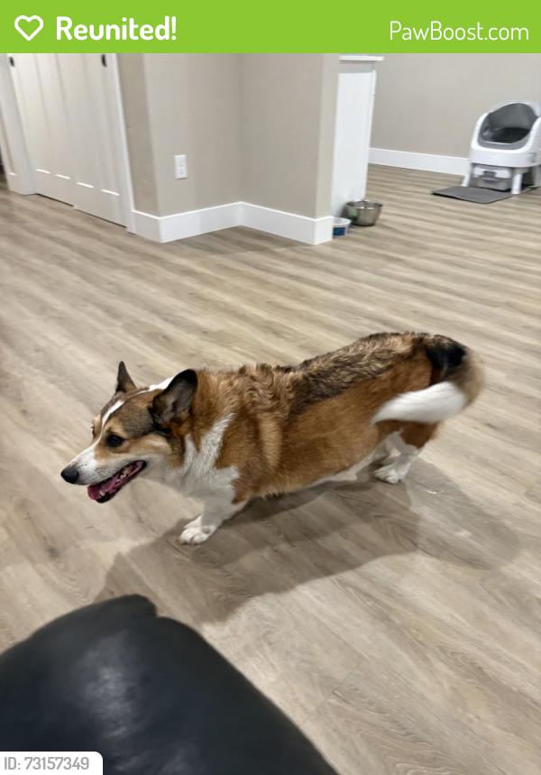 Reunited Male Dog last seen Near Rochester St, Caldwell, ID 83605, USA, Caldwell, ID 83605