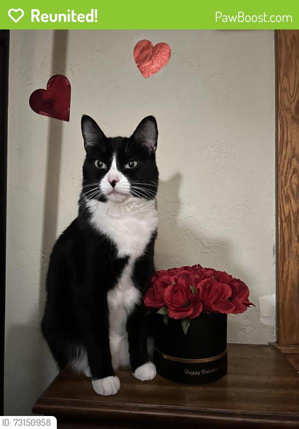 Reunited Female Cat last seen Holy Trinity Catholic School, South Saint Paul, MN 55075