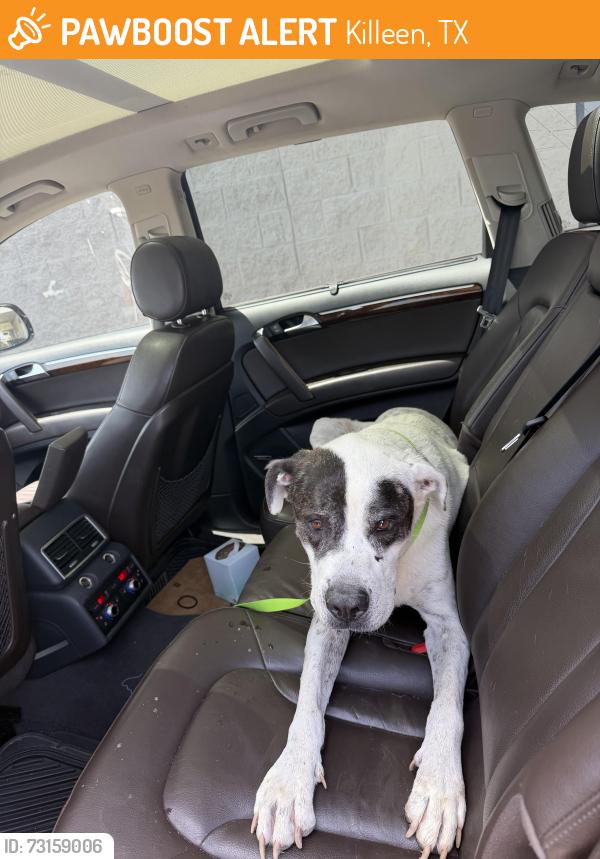 Found/Stray Male Dog last seen Mustang and windfield, Killeen, TX 76549