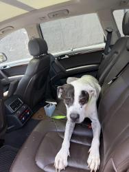 Found/Stray Male Dog last seen Mustang and windfield, Killeen, TX 76549