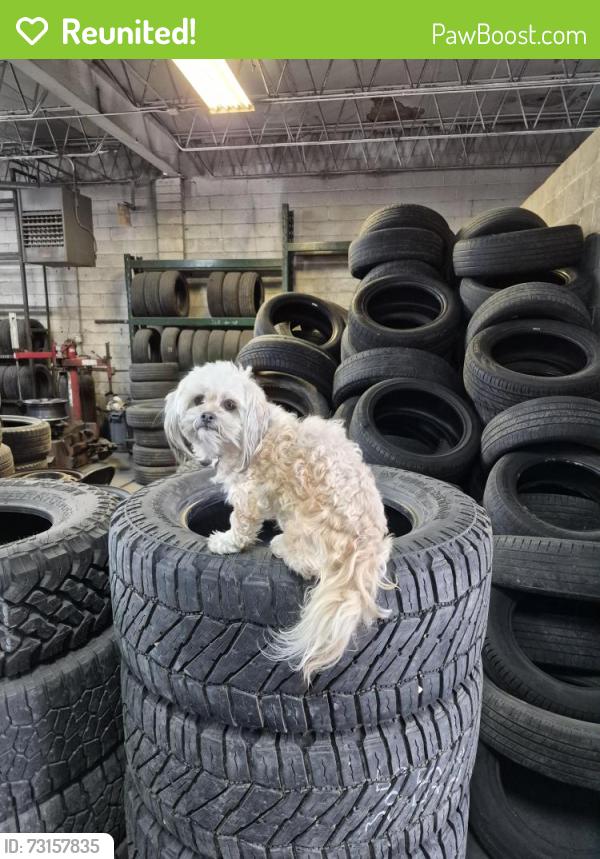 Reunited Male Dog last seen Jefferson and Acacia, Harrison Township, MI 48045