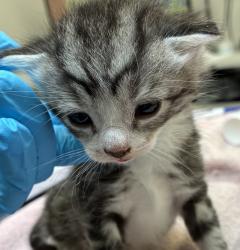 Shelter Stray Male Cat last seen Near Ainsworth and Albina, OR, 1700 W Historic Columbia River Hwy, Troutdale, OR 97060, USA