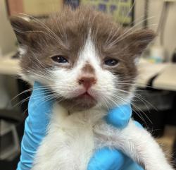 Shelter Stray Female Cat last seen Near Ainsworth and Albina, OR, 1700 W Historic Columbia River Hwy, Troutdale, OR 97060, USA