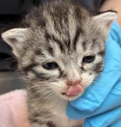 Shelter Stray Female Cat last seen Near Ainsworth and Albina, OR, 1700 W Historic Columbia River Hwy, Troutdale, OR 97060, USA