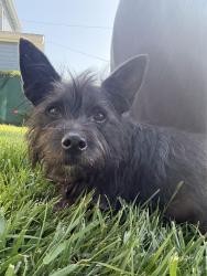 Reunited Male Dog last seen Bellevue park, Silverlake Los Angeles, Los Angeles, CA 90026