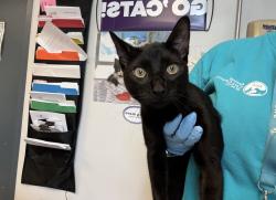 Shelter Stray Male Cat last seen Near Oak Terrace, BRONX, NY, 10454, 326 E 110th St, New York, NY 10029, USA