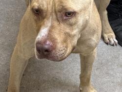 Shelter Stray Male Dog last seen Near N Market Street, SPOKANE, WA, 99207, 6815 E Trent Ave, Spokane, WA 99212, USA