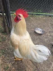 Shelter Stray Male Bird last seen 6th Avenue, BROOKLYN, MD, 21225, 411 Maxwell Frye Rd, Millersville, MD 21108, USA