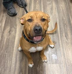 Shelter Stray Female Dog last seen Imperial Beach, CA, 91932, 5500 Gaines St, San Diego, CA 92110, USA