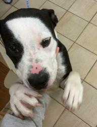 Shelter Stray Male Dog last seen Near Cooperstown Court, VIRGINIA BEACH, VA, 23451, 341 S Birdneck Rd, Virginia Beach, VA 23451, USA