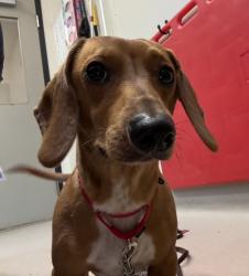 Shelter Stray Male Dog last seen Alta View Dr and Doriana St, San Diego, CA, 92139, El Cajon, CA 92020, USA