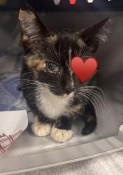 Shelter Stray Female Cat last seen Near S 29th Street, San Diego, CA, 92113, 5500 Gaines St, San Diego, CA 92110, USA