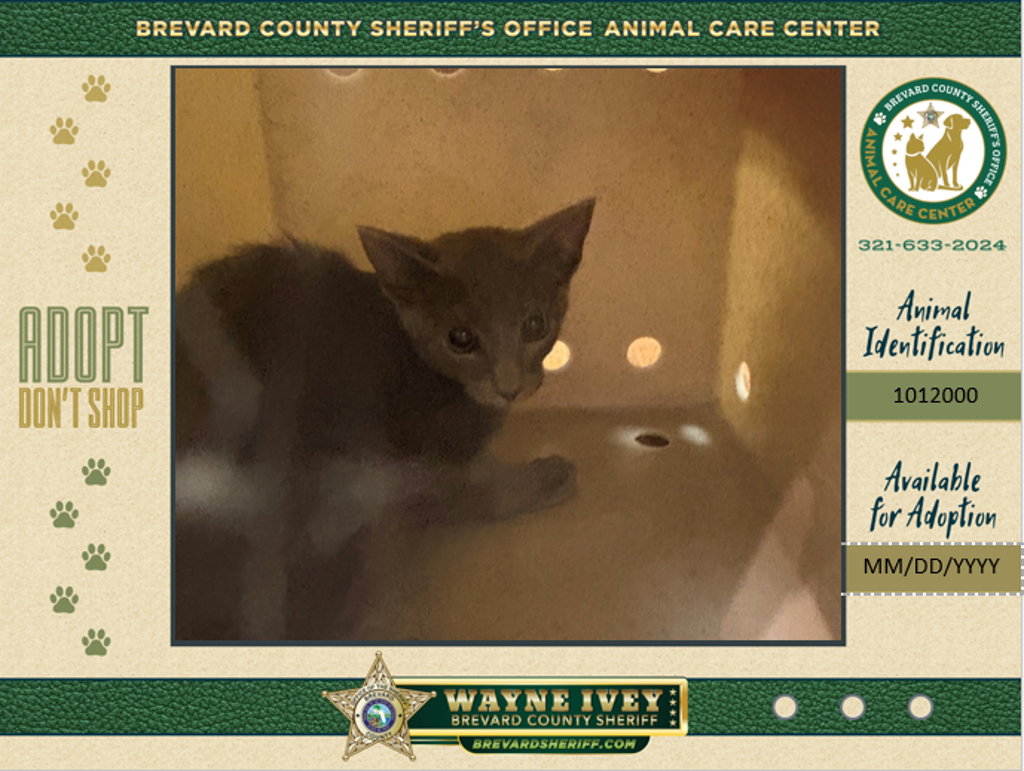 Shelter Stray Unknown Cat last seen Wickham Road, MELBOURNE, FL, 32934, 5100 W Eau Gallie Blvd, Melbourne, FL 32934, USA