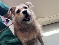 Shelter Stray Female Dog last seen Near E 4680 S, MURRAY CITY, UT, 84107, 511 W 3900 S, Salt Lake City, UT 84123, USA