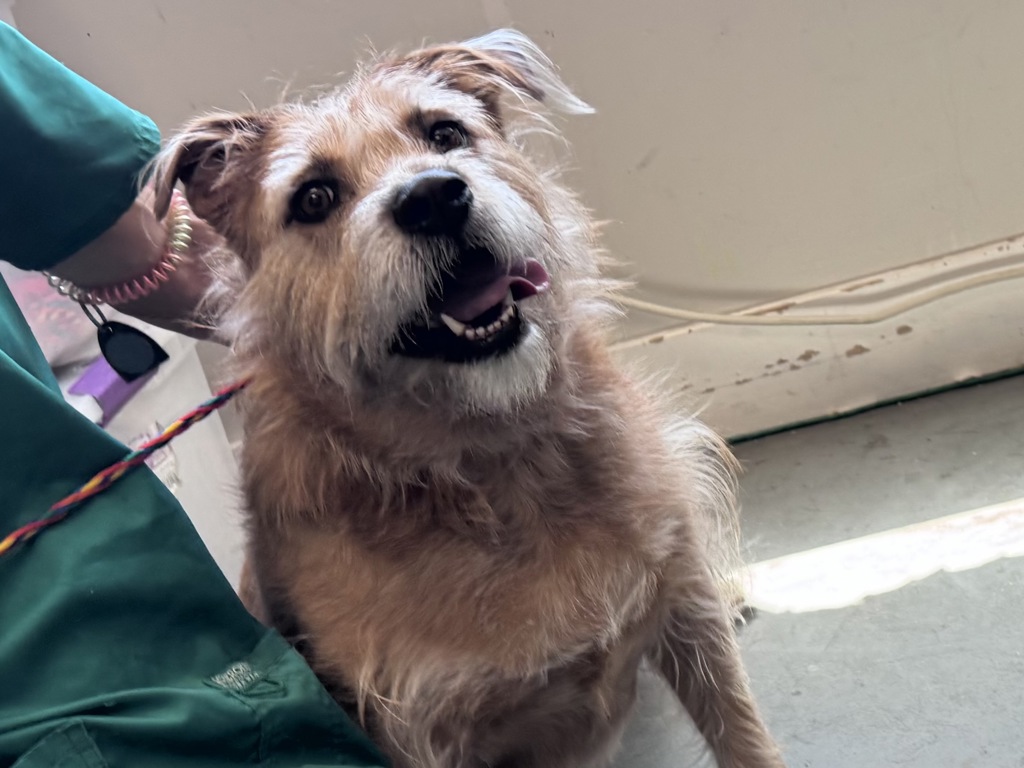Shelter Stray Female Dog last seen Near E 4680 S, MURRAY CITY, UT, 84107, 511 W 3900 S, Salt Lake City, UT 84123, USA